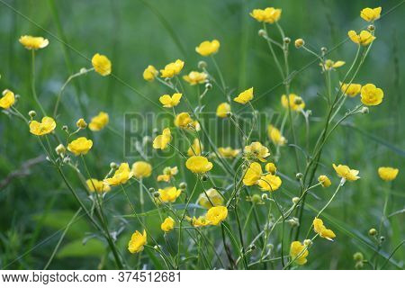 Yellow Ranunculus Acris On The Spring Sunny Lawn.