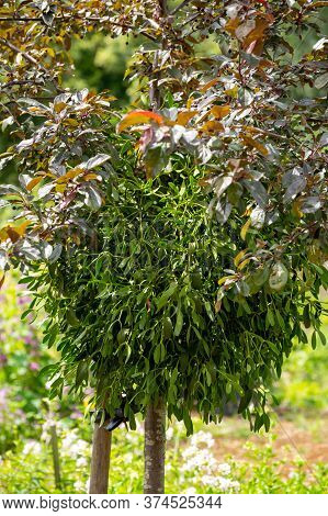 Botanical Collection Of Medicinal Or Decorative Plants And Herbs, Viscum Album Or European Mistletoe