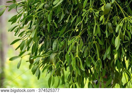 Botanical Collection Of Medicinal Or Decorative Plants And Herbs, Viscum Album Or European Mistletoe
