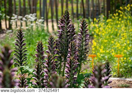 Botanical Collection Of Decorative Garden Plants And Herbs, Acanthus Mollis, Or Bear's Breeches, Sea