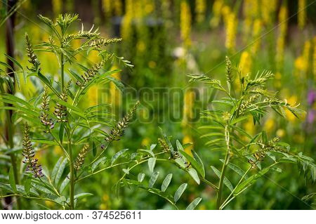 Botanical Collection Of Medicinal And Edible Plants And Herbs, Liquorice (or Licorice, Glycyrrhiza G