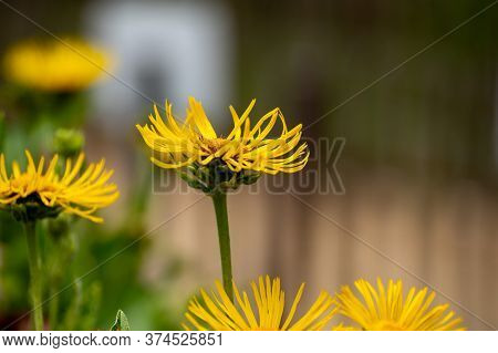 Botanical Collection Of Insect Friendly Or Medicinal Plants Elecampane, Inula Helenium Or Horse-heal