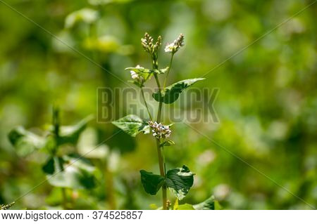 Botanical Collection Of Edible Plants And Herbs, Buckwheat , Fagopyrum Esculentum, Or Common Buckwhe