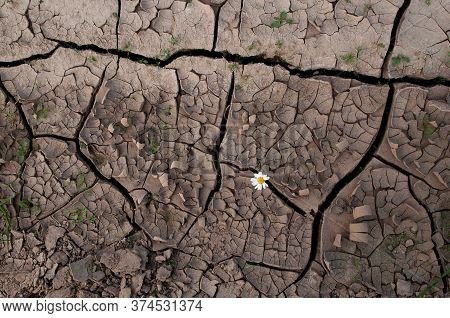 A Camomile Flower Growing On Dry Desert Land. Plants Grow In Dry Places. A Desert Land With A Small 