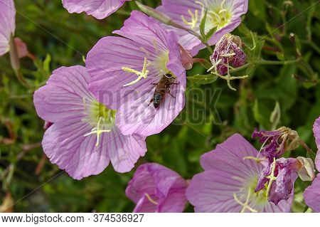 Bee And Pink Evening Primrose
