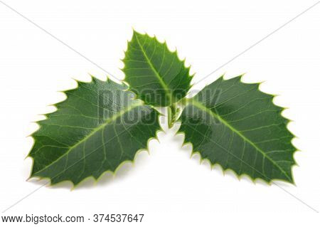 Holly Sprig  Isolated On A White Background