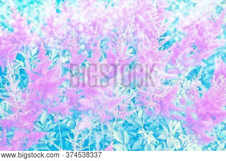 Colorful Autumn Flowers Of Astilba. Natural Floral Background.