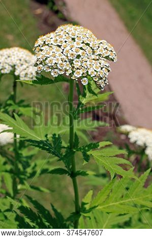 Tanacetum Macrophyllum Is Native To Southeastern Europe, Turkey And The Caucasus. It Is An Erect, Rh