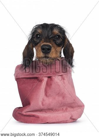 Cute Boar Mini Wirehair Kanninchen Dachshund Pup, Sitting In Pink Velvet Bag. Looking Straight To Ca