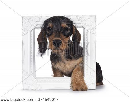 Cute Boar Mini Wirehair Kanninchen Dachshund Pup, Standing Through White Photo Frame. Looking At Len