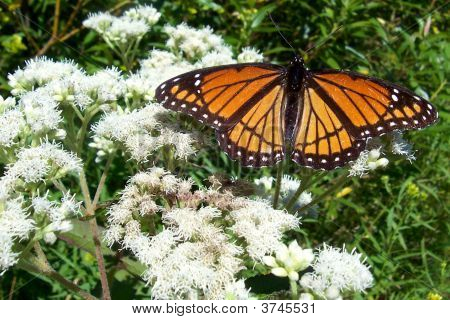 Monarch