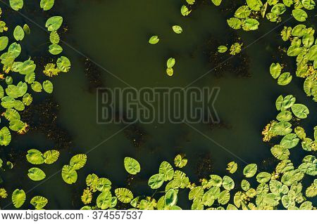 Top View Of The Svisloch River In The Citys Loshitsa Park With Lilies At Sunset.beautiful Nature Of 