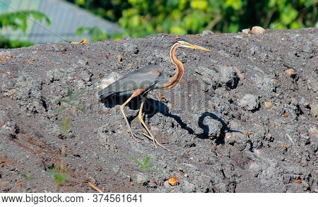 Purple Heron Bird In Sri Anka (ardea Purpurea )