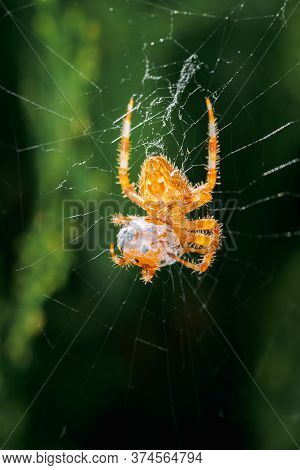 Ventral View Of Araneus Diadematus On Its Web Eating A Ladybug, Coccinella Magnifica In Spring In Pa