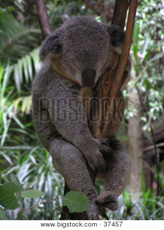 Ospalý Koala