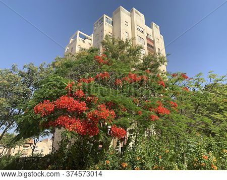 Blooming Fire Tree, Or Delonix Royal (lat. Delonix Regia) In The City
