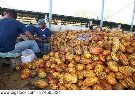 Ilheus, Bahia / Brazil - July 7, 2011: Farmer Is Processing Cocoa Fruits On The Farm In The City Of 