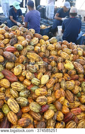 Ilheus, Bahia / Brazil - July 7, 2011: Farmer Is Processing Cocoa Fruits On The Farm In The City Of 