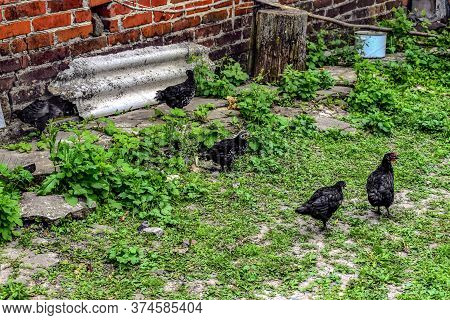 Five Black Teenage Chicken In Feathers Stand On The Lawn With Young Green Grass On A Sunny Spring An