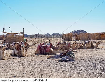 Bedouin Village In Desert, Egypt - February 2020: Two Camel Drivers Resting Near Their Herd, Medium 