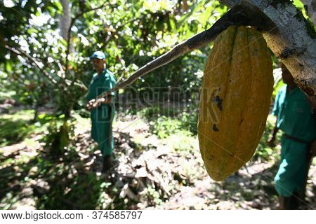 Ilheus, Bahia / Brazil  - March 21, 2011: Rural Worker Is Seen During Cocoa Harvest On A Farm In The