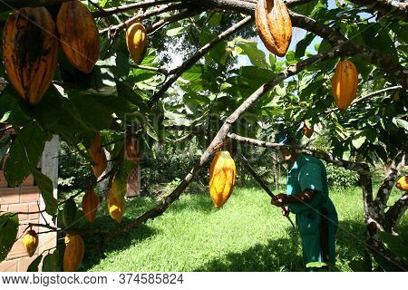 Ilheus, Bahia / Brazil  - March 21, 2011: Rural Worker Is Seen During Cocoa Harvest On A Farm In The