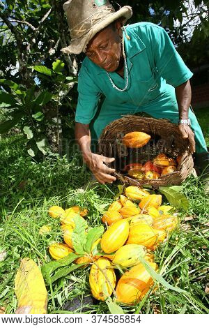 Ilheus, Bahia / Brazil  - March 21, 2011: Rural Worker Is Seen During Cocoa Harvest On A Farm In The