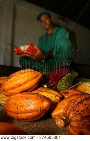 Ilheus, Bahia / Brazil  - March 21, 2011: Rural Worker Is Seen During Cocoa Harvest On A Farm In The