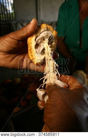 Ilheus, Bahia / Brazil  - March 21, 2011: Rural Worker Is Seen During Cocoa Harvest On A Farm In The