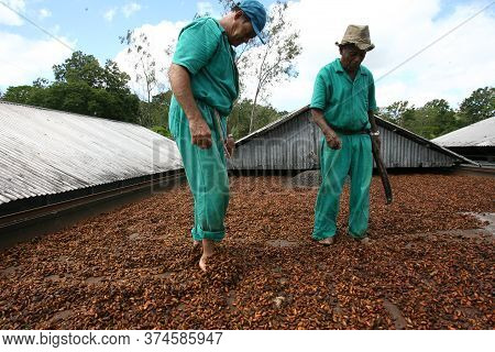 Ilheus, Bahia / Brazil - March 21, 2011: Farmer Drying Cocoa Beans On A Farm In The City Of Ilheus.