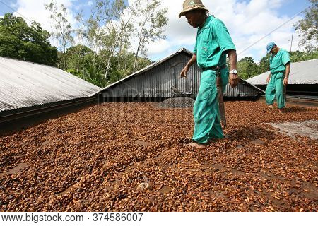Ilheus, Bahia / Brazil - March 21, 2011: Farmer Drying Cocoa Beans On A Farm In The City Of Ilheus
