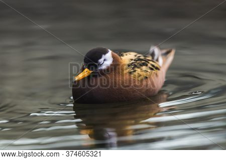 A Red Phalarope Swims In The Lake