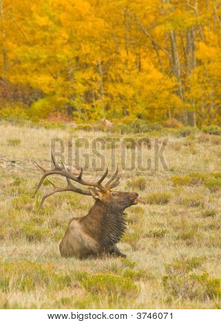 Elk