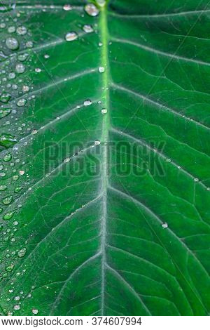 Fresh Green Closeup Of Taro (colocasia Esculenta) Plant Leaves With Rain Drops Or Morning Dew. Also 