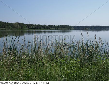 Reed And View To Breeding Pond In European Goczalkowice Town At Silesian District In Poland. Clear B