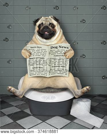The Pug Dog Is Sitting On A Bio Toilet And Reading A Newspaper In The Bathroom.