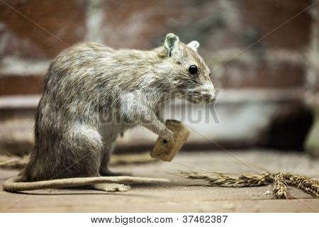 Knaagdier rat dierlijke bedrijf stukje brood eten
