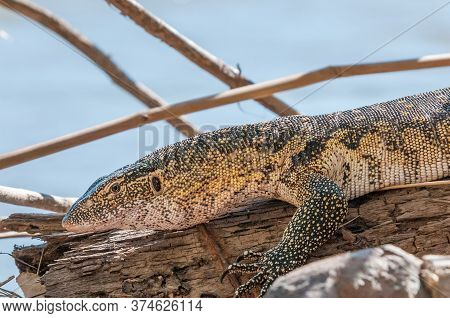 A Water Monitor, Varanus Niloticus, At The Top Of The Epupa Waterfalls In The Kunene River