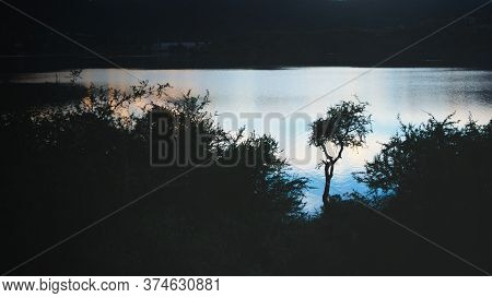 Lone Tree Silhouetted Against The Twilight Sky Reflections Over Lake Potrero De Los Funes, In San Lu