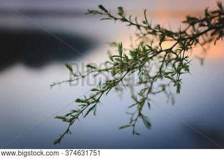 Spines And Leaves Of A Needle Bush (vachellia Farnesiana) In San Luis, Argentina. Close Up Detail.
