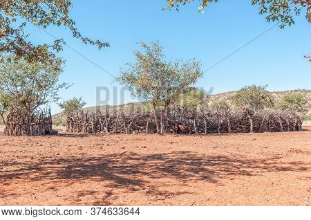 A Nguni Cow In Front Of A Kraal In A Himba Village Near Epupa