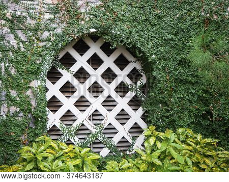 A Grotto With A White Lattice In A Stone Wall Overgrown With Green Ivy And With An Aucuba Plant In T