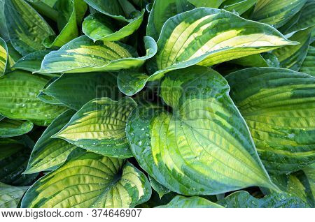 Lush green foliage of decorative plant Hosta (Funkia). Water drops on leaves after rain.