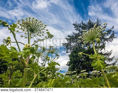 The Heracleum Sosnowskyi - The Umbrella Weed Plant