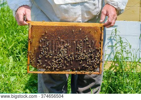 A Beekeeper In Protective Clothing Holds A Frame With Honeycombs, Examines Bees In The Apiary. Prepa
