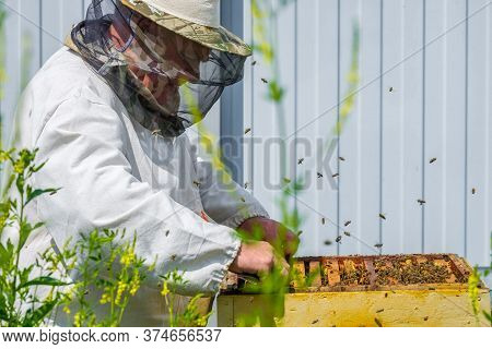 A Beekeeper Extracts A Frame With Honeycombs From The Hive. Inspection Of Bees In The Apiary. Prepar