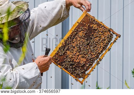 A Beekeeper In Protective Clothing Holds A Frame With Honeycombs, Examines Bees In The Apiary. Prepa