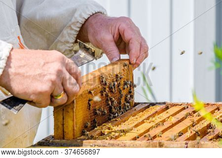 Hands Remove Frame With Honeycombs From The Hive. A Beekeeper Inspects Bees In An Apiary. Preparing 