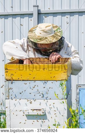 A Beekeeper Extracts A Frame With Honeycombs From The Hive. Inspection Of Bees In The Apiary. Prepar