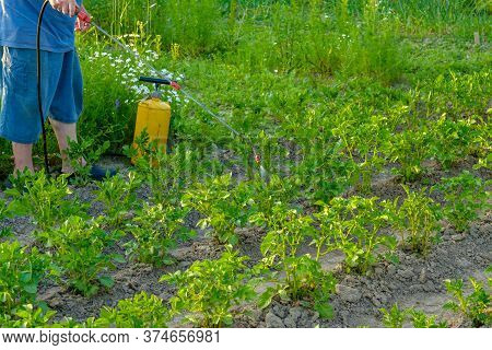 An Elderly Man In A Hat Sprays An Insecticide On The Tops Of Potatoes. The Fight Against The Colorad